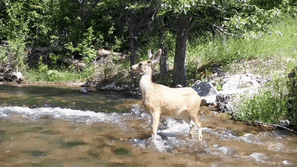 Best 5 Cellular Game Cameras of 2025: Ultimate Wildlife Monitoring &  Security Solutions - VemiStar